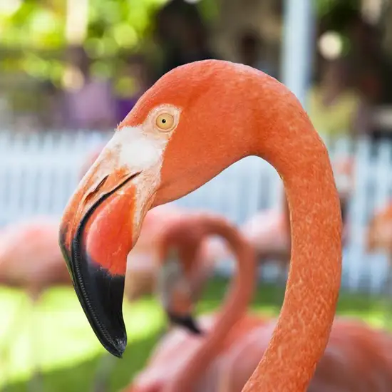 Ardastra Gardens, Zoo and Conservation Centre 