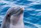Dolphin House Museum