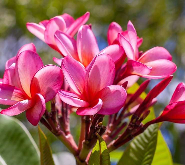 Botanical Gardes